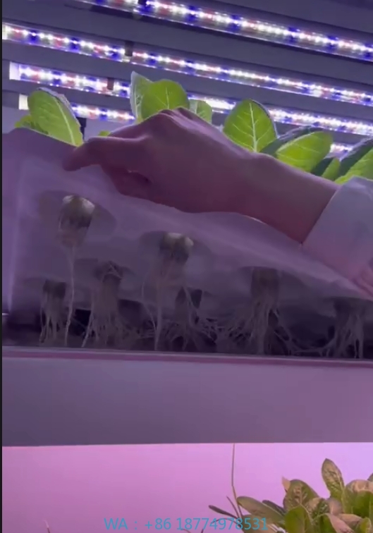 Hydroponic Farming Agriculture - Peralatan Pertanian Rumah Kaca Menanam Jamur
