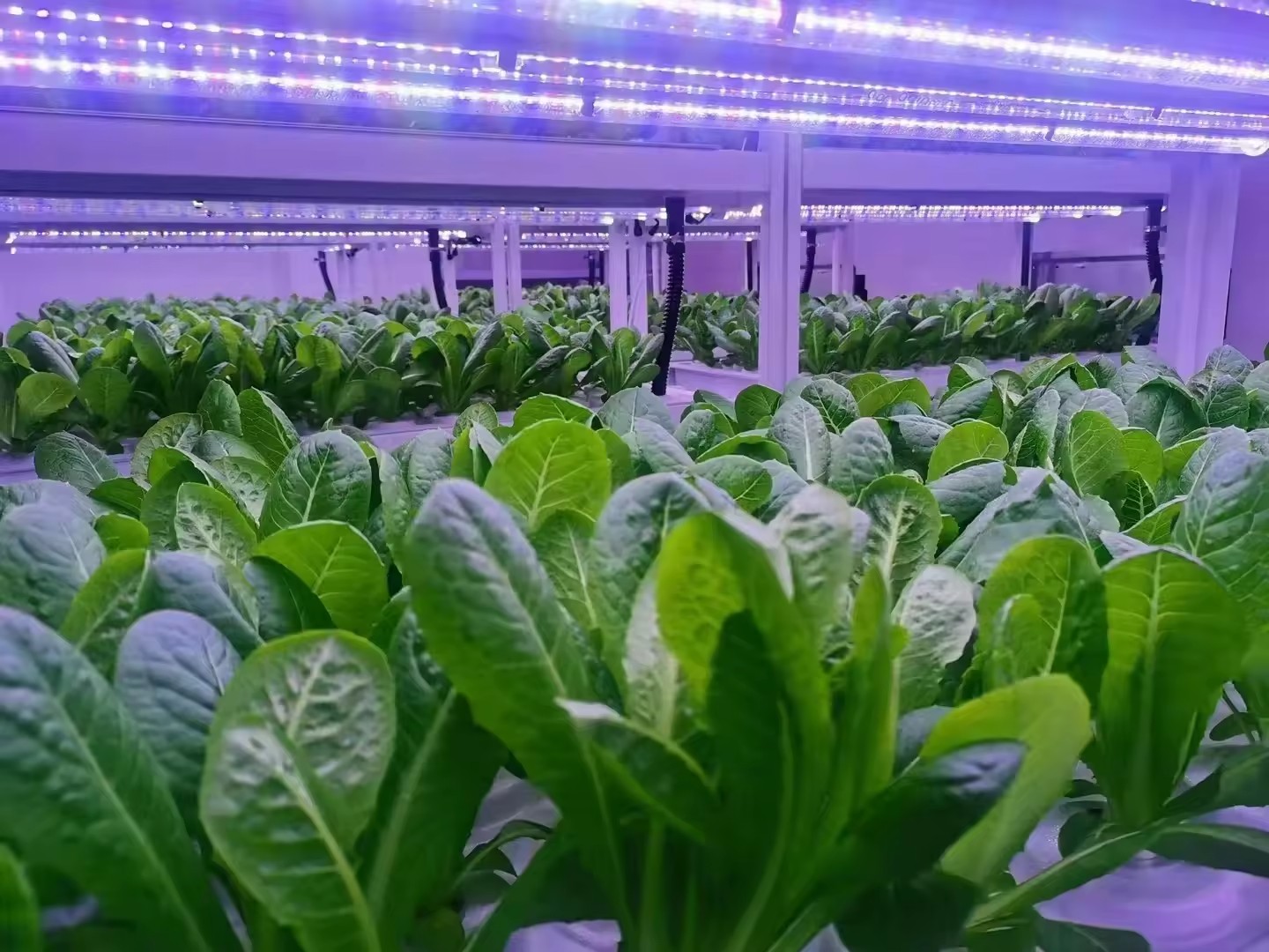 Sistem Menara Hidroponik Perta - Hydroponic Farming Agriculture ulasan dan harga