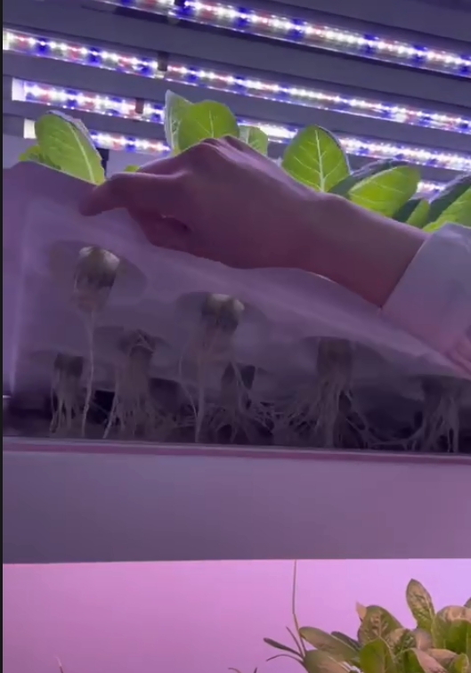 Sistem Menara Hidroponik Perta - Hydroponic Farming Agriculture ulasan dan harga