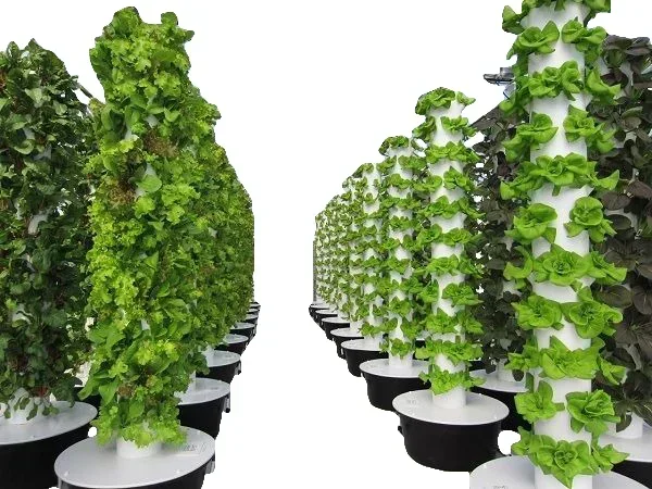 Sistem pertanian vertikal ruma - Hydroponic Farming Agriculture ulasan dan harga