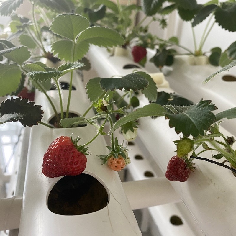 Sistem Menara Hidroponik NFT V - Hydroponic Farming Agriculture ulasan dan harga