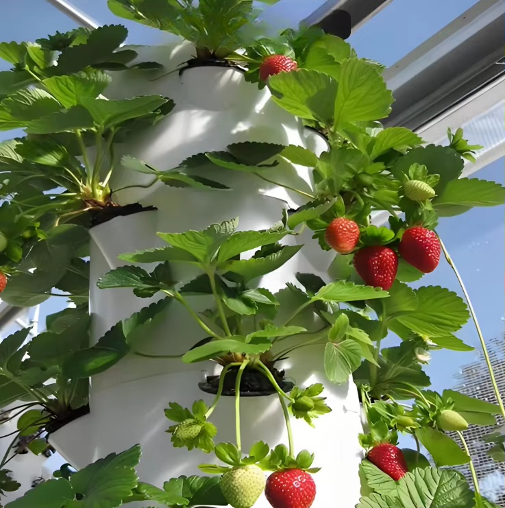 Sistem dinding pertumbuhan hid - Hydroponic Farming Agriculture ulasan dan harga