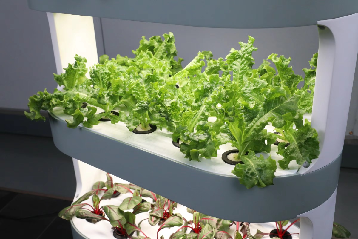 Peralatan Pertanian Hidroponik - Hydroponic Farming Agriculture ulasan dan harga