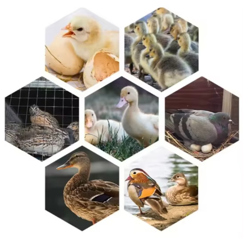 Mesin Inkubator Telur Unggas T - Poultry Incubator ulasan dan harga