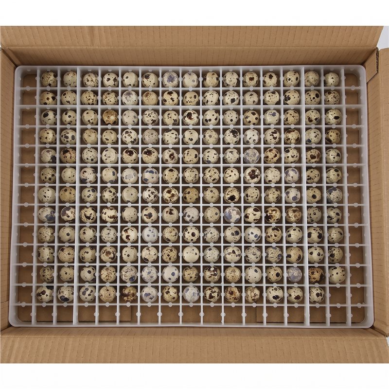 4 Buah Nampan Telur Puyuh 221, - Quail Egg Incubator ulasan dan harga