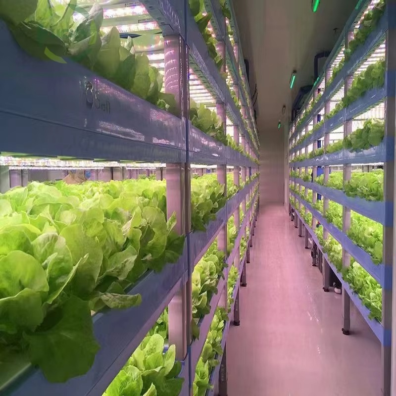 Sistem Kontainer Pertanian Hid - Hydroponic Farming Agriculture ulasan dan harga