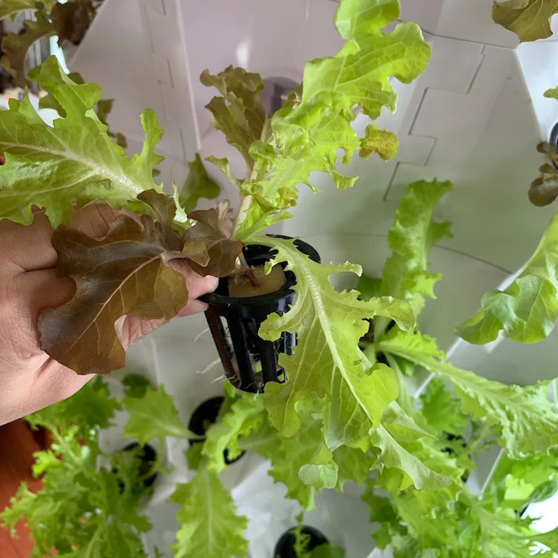 Rumah Kaca Pertanian Sistem Pe - Hydroponic Farming Agriculture ulasan dan harga
