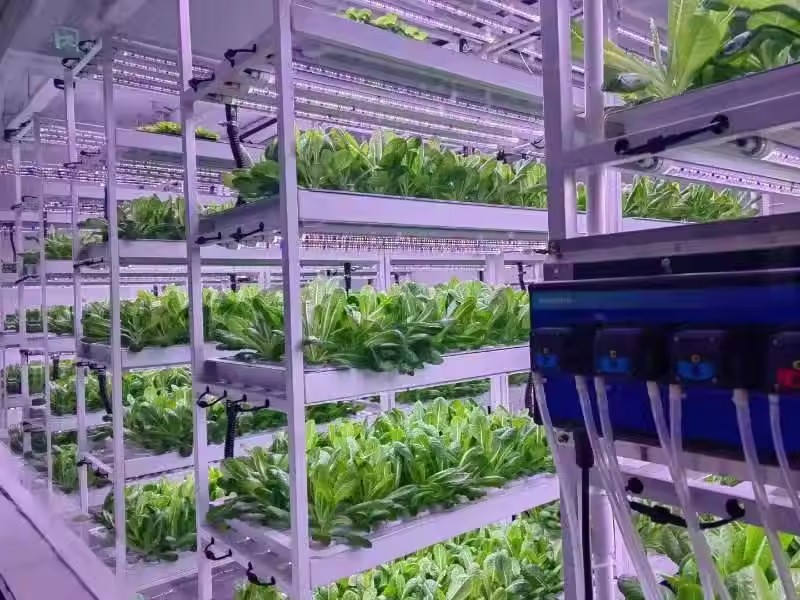 Sistem Menara Hidroponik Perta - Hydroponic Farming Agriculture ulasan dan harga