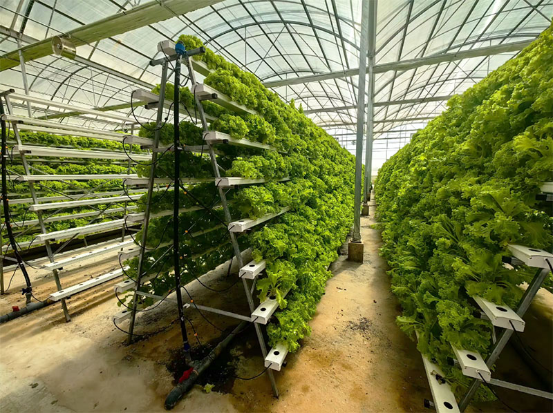 Rak Hidroponik Vertikal Sistem - Hydroponic Farming Agriculture ulasan dan harga