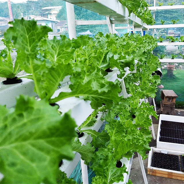Rak Hidroponik Vertikal Sistem - Hydroponic Farming Agriculture ulasan dan harga