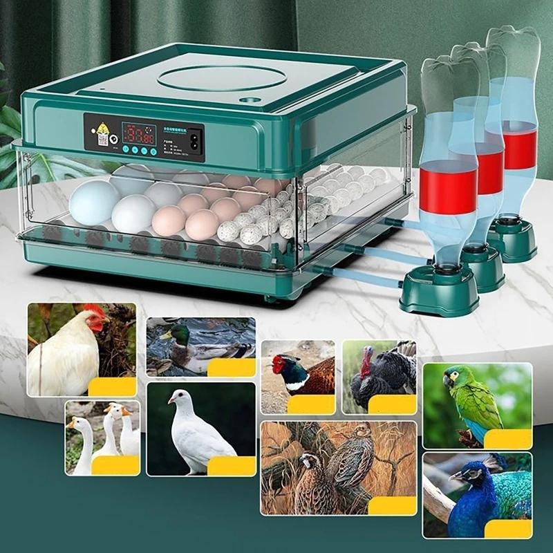 Inkubator 12 24 38 telur kontr - Quail Egg Incubator ulasan dan harga
